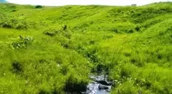 Keşfedilmemiş Saklı Cennet Urema Yaylası