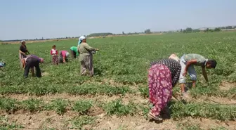 Romanlar Tarıma Soyundu