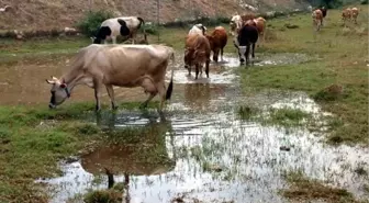 Gebze'de Sanayi Atığı Boşaltılan Dere Suyunu İçen İnekler Telef Oluyor