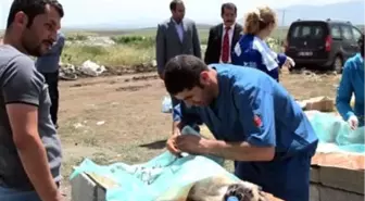 Ağrı'da Sokak Köpekleri Kısırlaştırıldı