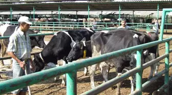 Şap Hastalığında Basit Önlemler