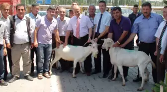 Gediz'de Hayvan Üreticisine Damızlık Saanen Tekesi