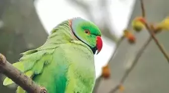 Afrikalı Yeşil Papağan Tehdit Altında