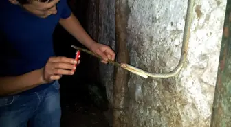 Dama Giren Yılanı Elektrik Çarptı
