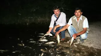 Gediz'de Toplu Balık Ölümleri