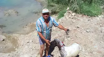 Sıcaktan Bunalan Hayvanlar Nehirde Serinliyor