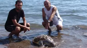 Dikili'de 'Caretta Caretta' Üzüntüsü