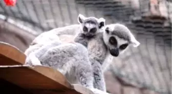 Lemurların Nesli Tehdit Altında