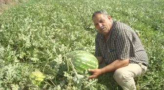 Ödemişli Karpuz Üreticisinden Tire Belediye Başkanına Sitem