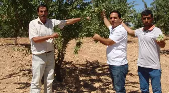 Taşıma Suyla 60 Bin Badem Ağacı Yetiştirdiler