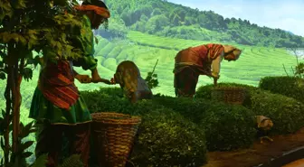 Doğal Yaşam Müzesi Son Aşamada