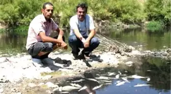 Gediz Nehri'nde Balık Ölümleri