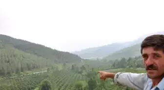 Köylüler İstimlak Edilen Yerdeki Ağaçların Değerini İstiyor