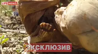 Rusya'da Tıp Skandalı!