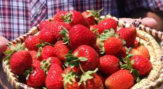 Bitlis'in İlk Çilek Bahçesinde Hasat Başladı