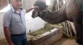 'Şampiyon Deve' Kışın Güreşiyor Yazın Turist Gezdiriyor