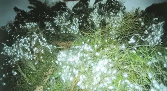 2012 Yılı İpekböcekçiliğinde Koza Ücretleri Dağıtıldı