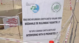 Caretta Caretta Yumurtalarını Özel Güvenlik Koruyor