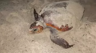 Kuşadası'nda Caretta Caretta Nöbeti