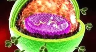 Hepatit Virüsü Tehdide Devam Ediyor!