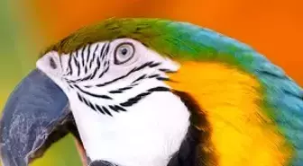 Hırsızı 'Papağan' Yakalattı