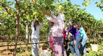 Alaşehir'de Üzüm İşçi Ücretleri Belirlendi