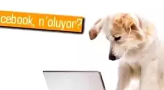 Facebook Reklam Gösterimlerini Botlar mı Dolduruyor?