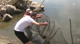Balıkçı Ağlarına Pirana Takıldı