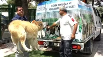 Aç ve Susuz Köpekler İçin Seferberlik Çağrısı