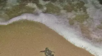 Caretta Caretta Yavruları Dünyaya Gözünü Açtı