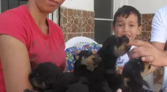 Dokuz Yavrusu Bulunan Köpekleri Komşuları Tarafından Av Tüfeğiyle Öldürüldü