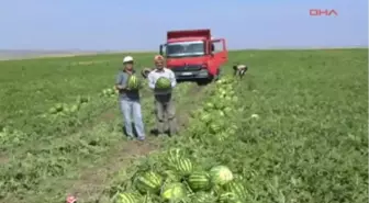 Yozgat'ta Organik Karpuz Hasadı Başladı