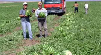 Yozgat'ta Organik Karpuza Büyük İlgi