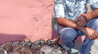 Kastamonu'da Kara Mantara Yoğun İlgi