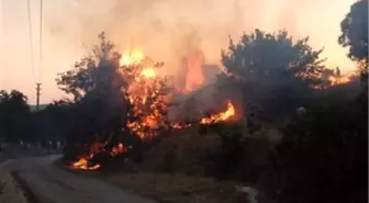 Dinamit Yüklü Kamyon Devrilince Orman Yangını Çıktı