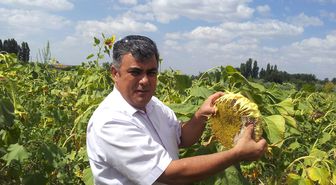 Ereğli'de Ayçiçeği Ekimi Hızla Yayılıyor