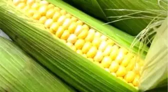 Mısırdan Yeni Rekor