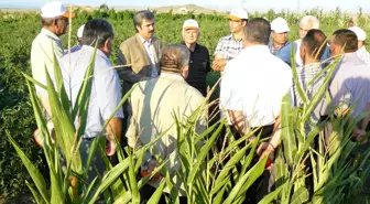 Organik Sebze Yetiştiricİliği Tarla Günü Düzenlendi