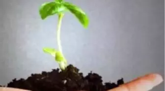 4 Yılda 5 Milyon Ceviz Fidanı Toprakla Buluşturulacak