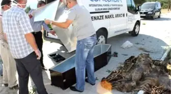 Alman Kadının Cesedi Mezarından 1 Buçuk Yıl Sonra Çıkarıldı