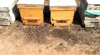 Aydın'da Arılar Toplu Olarak Ölmeye Başladı