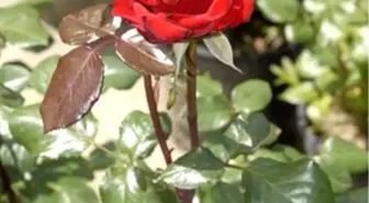 Mezarlıklarda Gül Dağıtılacak