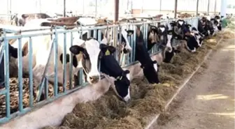 Saman Fiyatları 3'e Katlandı