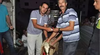 Derebucak'ta Koyunculuk Projesi