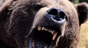 Erzurum'da Yine Ayı Saldırısı; 2 Yaralı