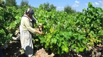 (Özel Haber) Kocaelili Üzüm Yetiştiricilerinin Görülmeye Değer Emeği