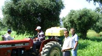 Gökçeada'da Zeytin Sineği Mücadelesi