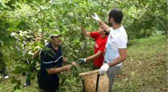 CHP Trabzon'da Fındık Bahçesine Girdi