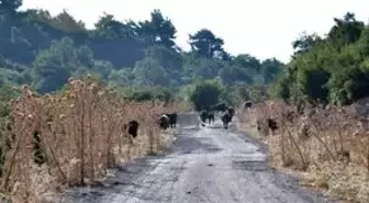 İzmir'de Sıcaklar Yabani Hayvanları da Etkiledi