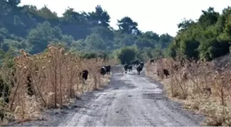 İzmir'de Sıcaklar Yabani Hayvanları da Etkiledi